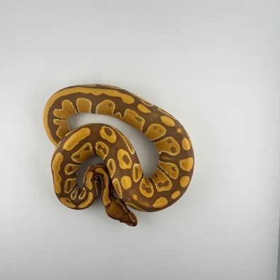 Ultramel ♂ NZ25 – 100% Het Piebald – 50% Het Clown – Hamm Übergabe Ball Python - male for sale from Snakes 4 U