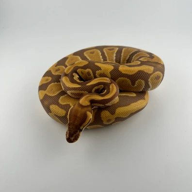 Ultramel ♂ NZ25 – 100% Het Piebald – 50% Het Clown – Hamm Übergabe Ball Python - male for sale from Snakes 4 U