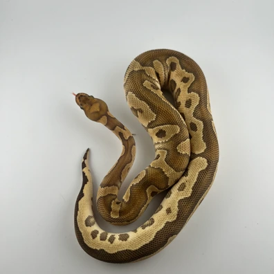 Clown ♂ NZ25 – Poss Het Monsoon – Hamm Übergabe Ball Python - male for sale from Snakes 4 U
