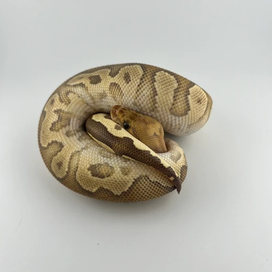 Clown ♂ NZ25 – Poss Het Monsoon – Hamm Übergabe Ball Python - male for sale from Snakes 4 U