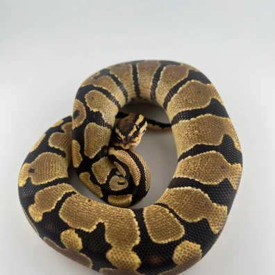 Fire ♀ NZ25 – 100% Het Clown – Hamm Übergabe Ball Python - female for sale from Snakes 4 U