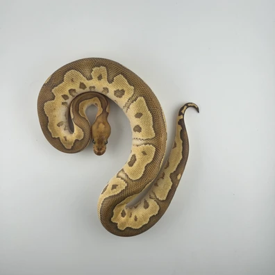 Clown ♀ NZ25 – (Fire / Mojave Möglich) – Hamm Übergabe Ball Python - female for sale from Snakes 4 U