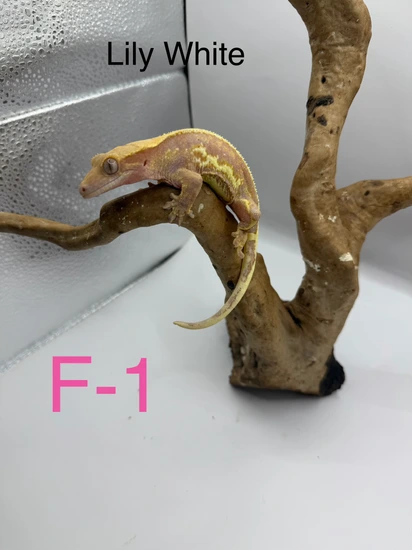 Proven Lilly White - Crested Gecko