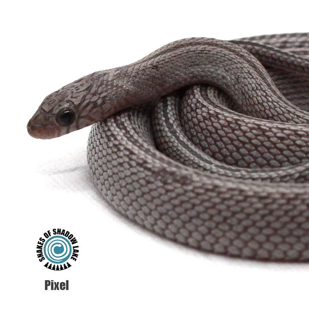 Snakes of Shadow Lake's Collection - MorphMarket