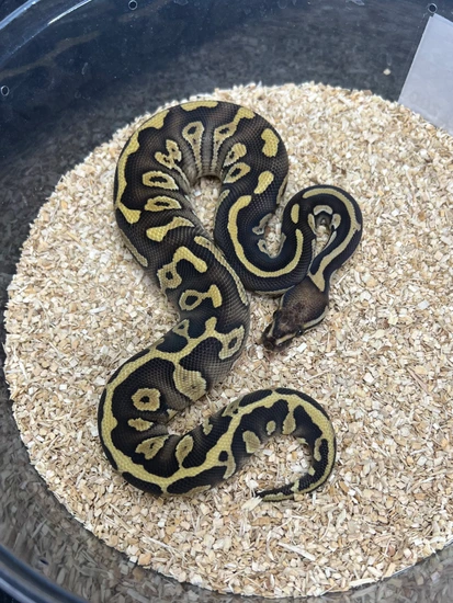 Acid Black Pastel Butter Het Clown 50% Het Albino Ball Python by ...