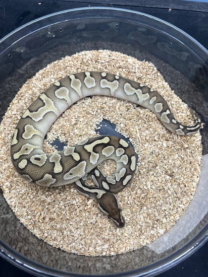 Butter Het Axanthic Clown Ball Python by SuperNova Serpents