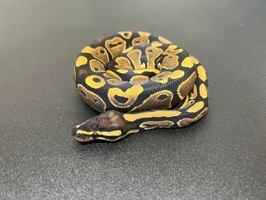 Normal Ball Python by Snakes for the Memories LLC