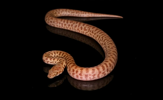 Super Light Children's Python by Snakes 'N' Adders