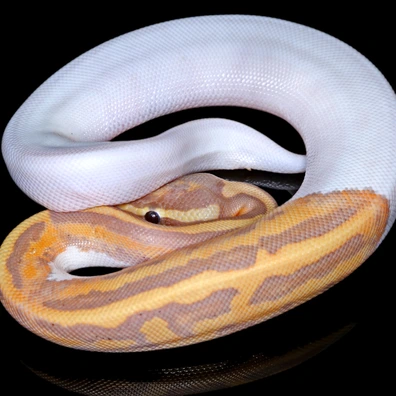 Banana Pied Royal Ball Python Ball Python - male for sale from Snakes 'N' Adders
