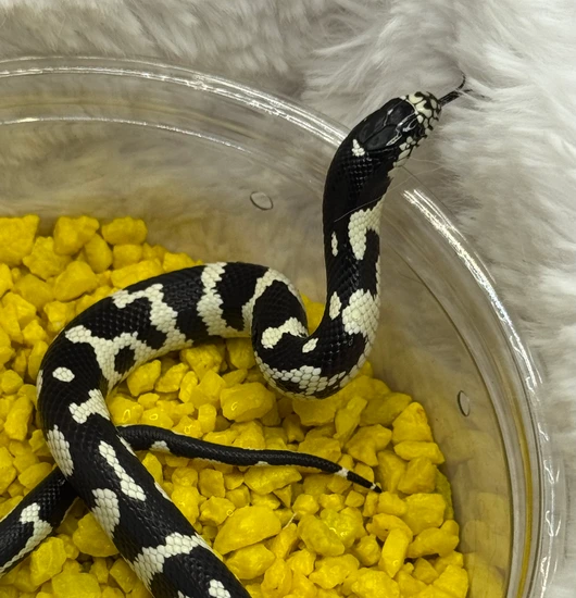 Aberrant California King California Kingsnake by Mythic Pets