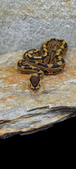 Plain Python Picture Puzzle Poss Het Hypo Ball Python by Snakes on the Plain