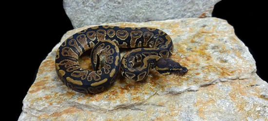 Plain Python Picture Hurricane Het Desert Ghost Ball Python by Snakes on the Plain