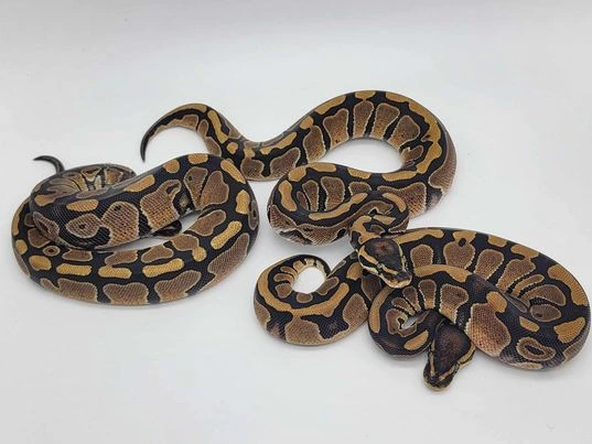 Plain Python Picture Double Het PUZZLE PIED TRIO!! Possible Het Hypo AND Cryptic!! Ball ...