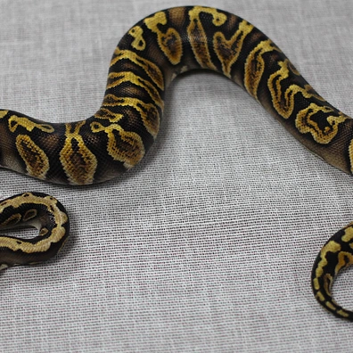 Nr Mandarin GHI Ball Python - male for sale from SnakesSK