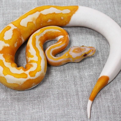 Dreamsicle Ball Python - male for sale from SnakesSK