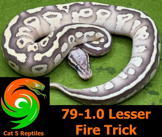 Lesser Trick Ball Python Lesser Fire Trick Ball Python by Cat 5 Reptiles