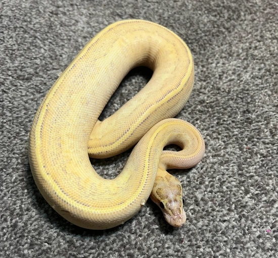 Highway Ball Python Grey Color Pinstripe Highway Ball Python by Cat 5 Reptiles