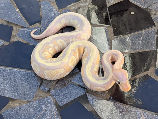 Banana Leopard Fire Python Banana Leopard Fire (Mojave) Het Clown Het Hypo Ball Python by Snake ...