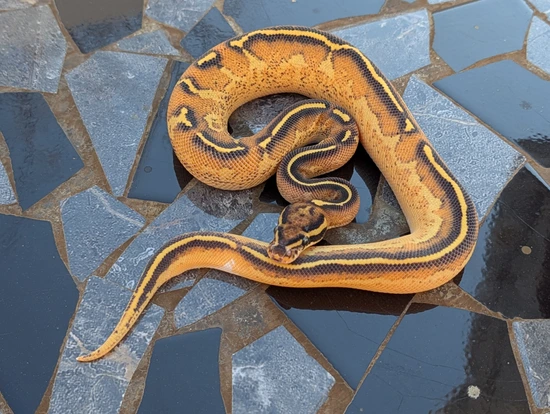 Orange Ball Python Slithering Orange Dream Freeway Ball Python by Snake Wonderland