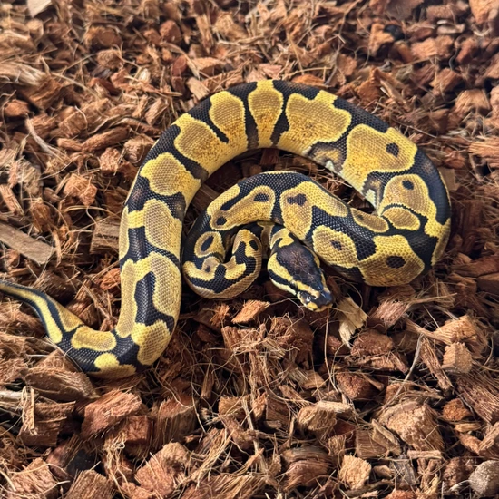 Ball Python Kingdom Enchi Asphalt/YB Ball Python by Thy Kingdom Come Reptilia