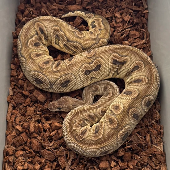 Ball Python Kingdom Black Pastel GHI Clown Ball Python by Thy Kingdom Come Reptilia