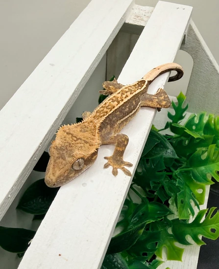 Uno X Atlas 083125 - Crested Gecko