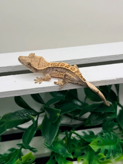 Athena X Atlas 082825 - Crested Gecko