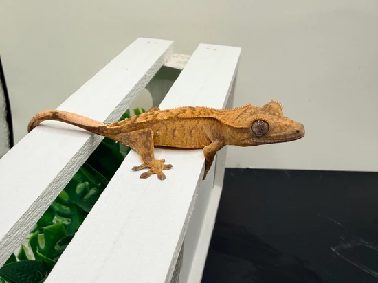 Winnie X Ifrit 072425 - Crested Gecko