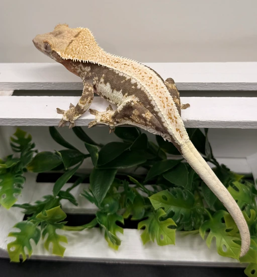 Zephira - Proven Breeder Lilly White - Crested Gecko