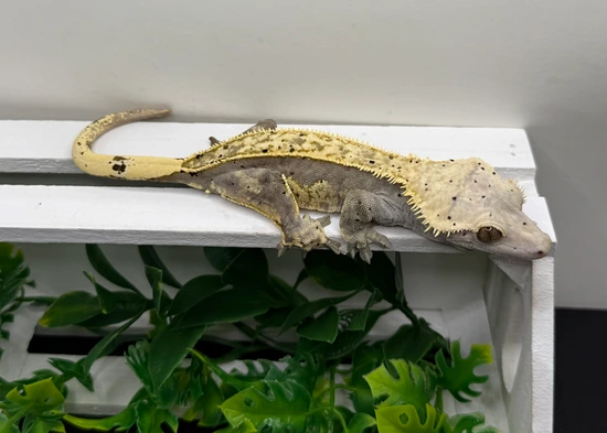 Mai (Proven Breeder - Fringemorphs Line) - Crested Gecko