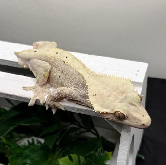 Odin (Holdback Release) - Crested Gecko