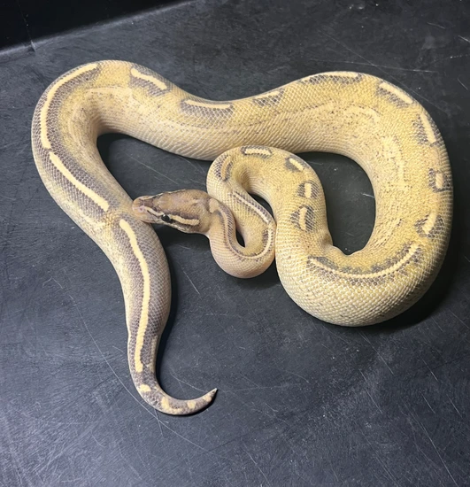 Highway Ball Python by Reppin' Reptiles
