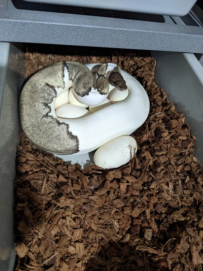 PROVEN 2000+ Grams MOJAVE PIED Ball Python by Snowgyre Reptiles