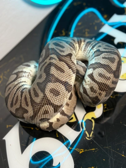 2000 Grams | 0.1 Hidden Gene Woma Pastel Het Clown Proven Breeder Ball ...