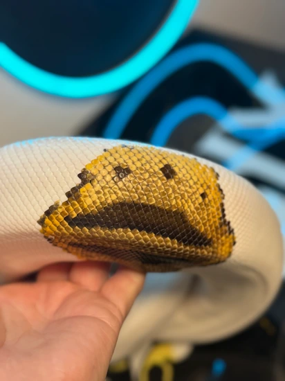 2100 Grams | 0.1 Emoji Pied Het Clown Proven Ball Python by Retired
