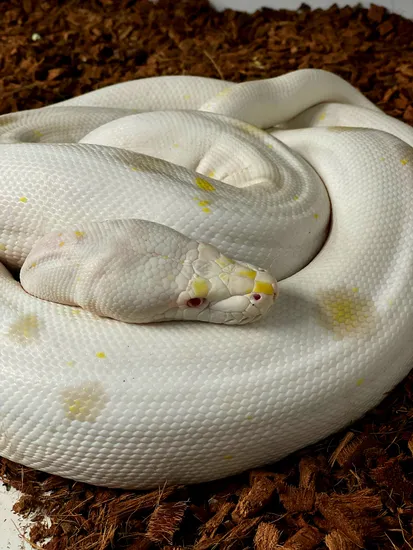 Cow Mutation Reticulated Python Motley Goldenchild Purple Albino Cow Poss Het Anery Reticulated Python ...
