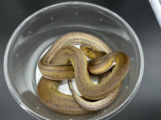 Kalatoah Tiger Reticulated Python Platinum GC Tiger Het Pied Het Anery Kalaotoa Reticulated Python by ...