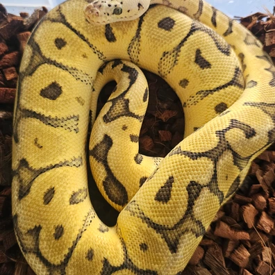 Pastel, Spotnose, GHI Clown ♀️ Ball Python - female for sale from Obsidian Royals