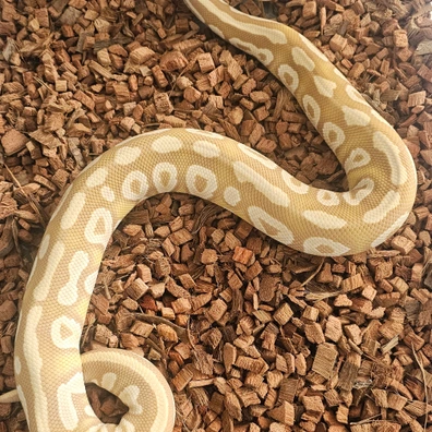 Mojave Ultramel ♂️ RTB Ball Python - male for sale from Obsidian Royals