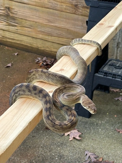 Scrub Python Den Merauke Scrub Python by Southern Arboreals