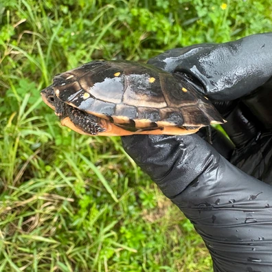 500+ Turtles For Sale | MorphMarket