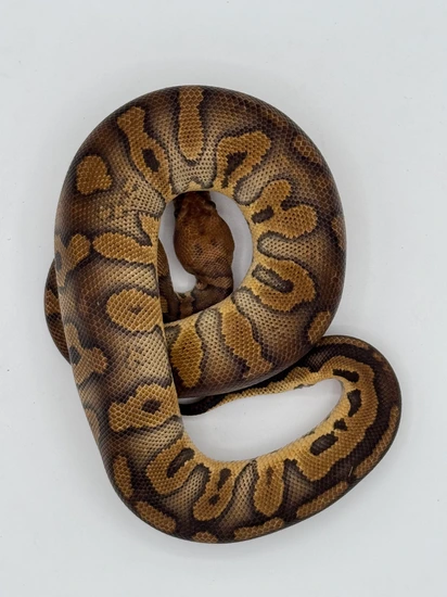 Stranger Clown Ball Python by South Florida Morphs