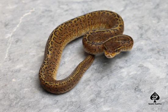 Monsoon Ball Python by Spaids Reptiles