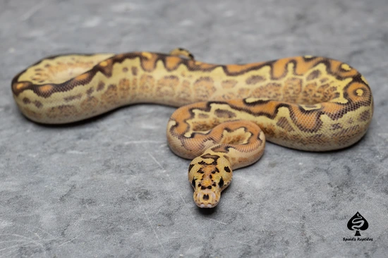 Spotnose Freeway Clown Ball Python by Spaids Reptiles