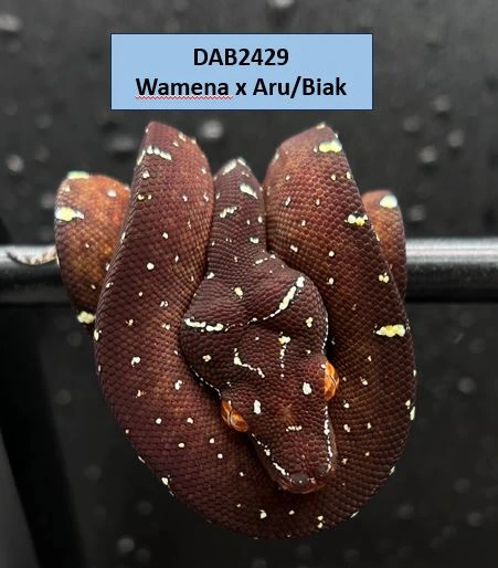 Python Perching USCBB Wamena X Aru/Biak Green Tree Python by The Reptile Perch
