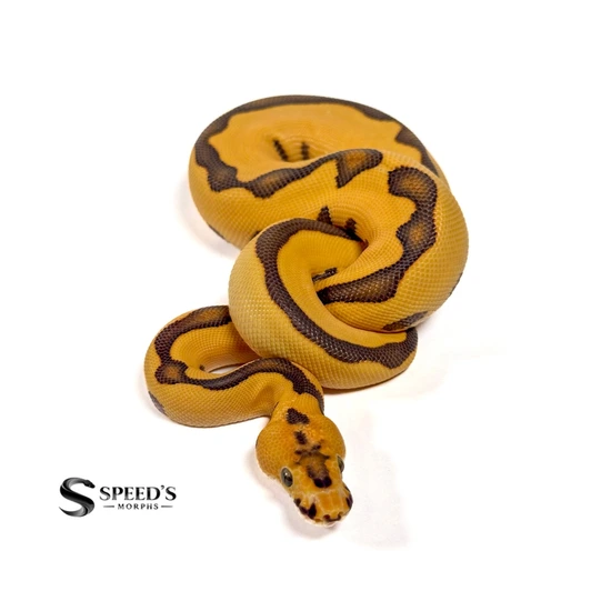 Enchi Leopard Desert Ghost Clown Het Hypo Ball Python by Speed's Morphs ...