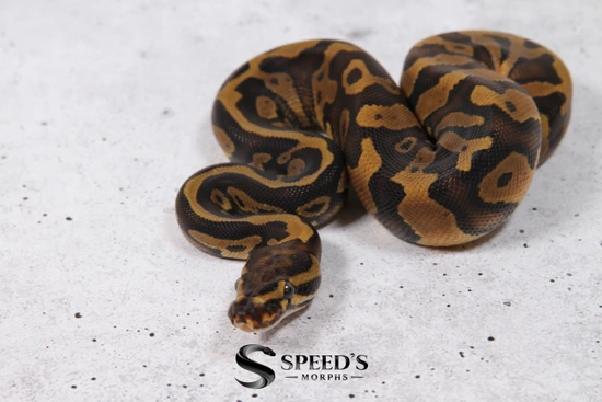 Acid Het Clown Ball Python by Speed's Morphs, LLC
