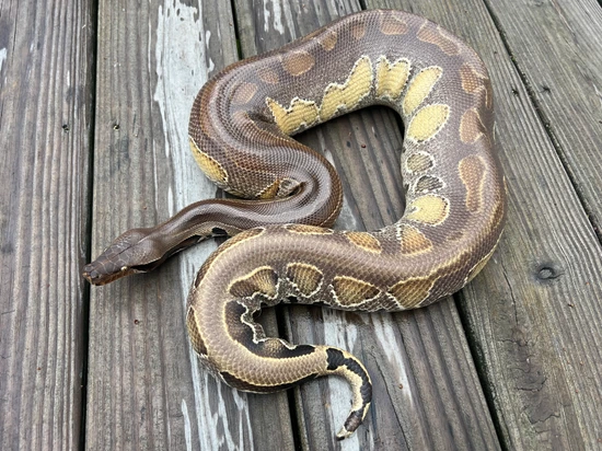 "Smoke Show" Borneo Short-Tailed Python by Spelman's Serpents