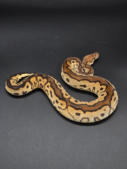 Black Pastel Clown Ball Python by Spicy Noodle Exotics