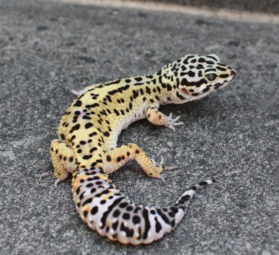 Black Night/Panda Lineage Ph Eclipse Tsf Leopard Gecko by Southwest Geckos